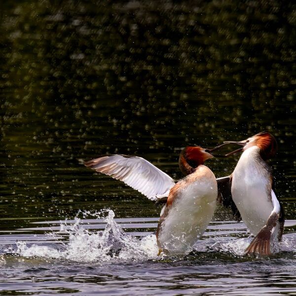 Great crested grebes