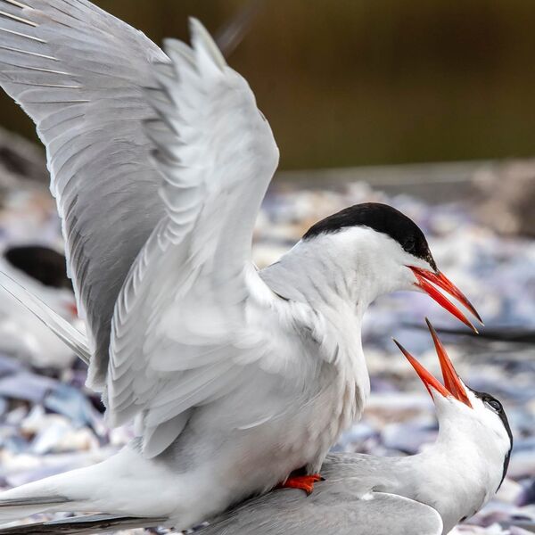 Breeding Common Terns