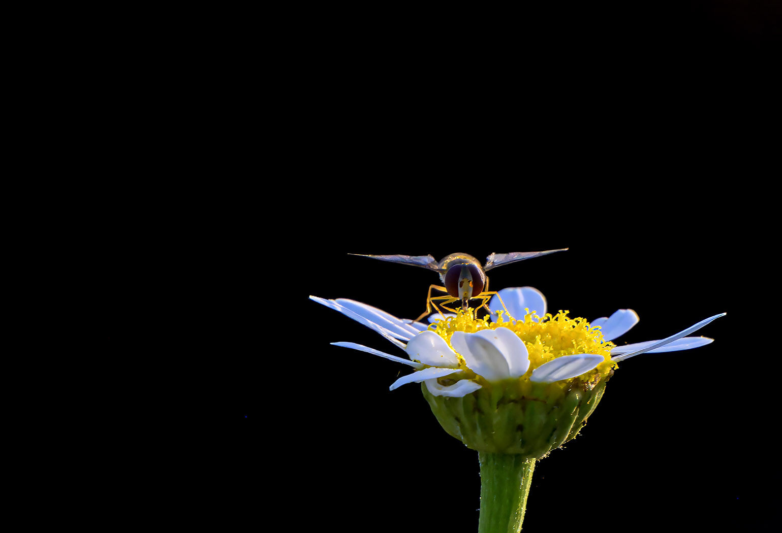 Insect and daisy wildlife 170625 8524-t