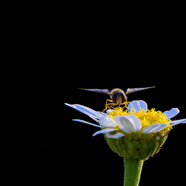 Insect and daisy wildlife 170625 8524-t