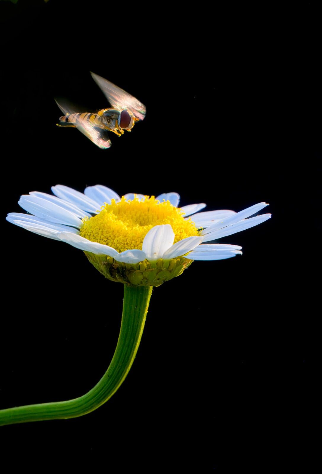 Insect daisy wildlife170625 8502-t