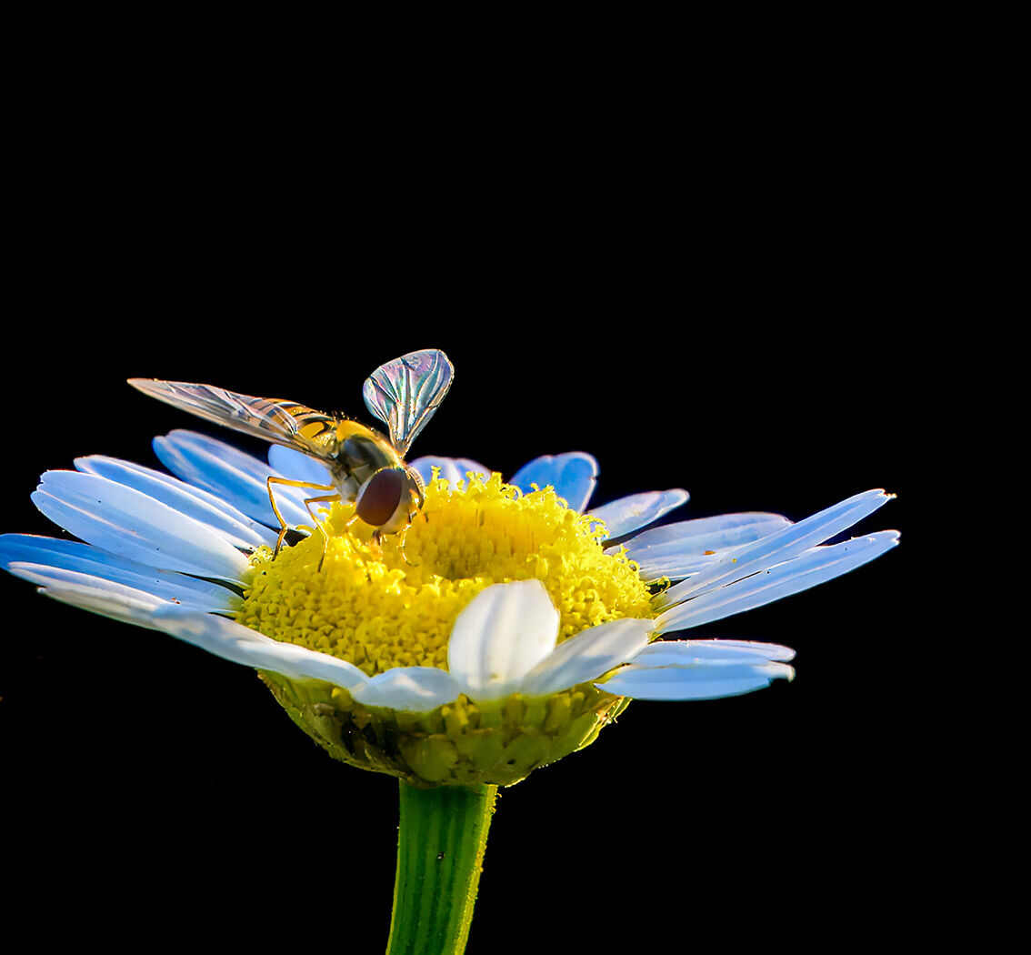 Insect daisy wildlife170625 8508-t