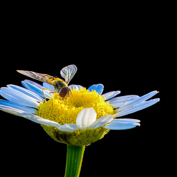 Insect daisy wildlife170625 8508-t