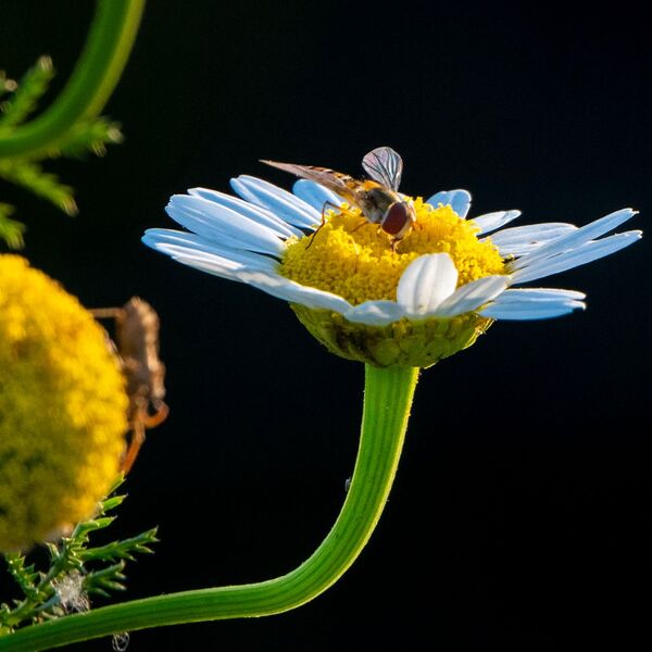 Hoverfly daisy meadow 170625 8509