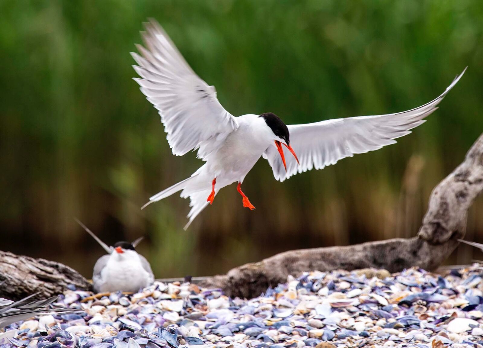 Flight landing Common tern