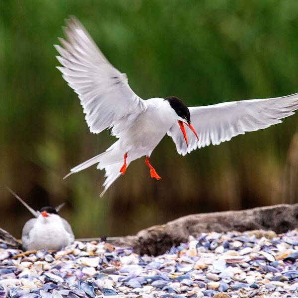 Flight landing Common tern