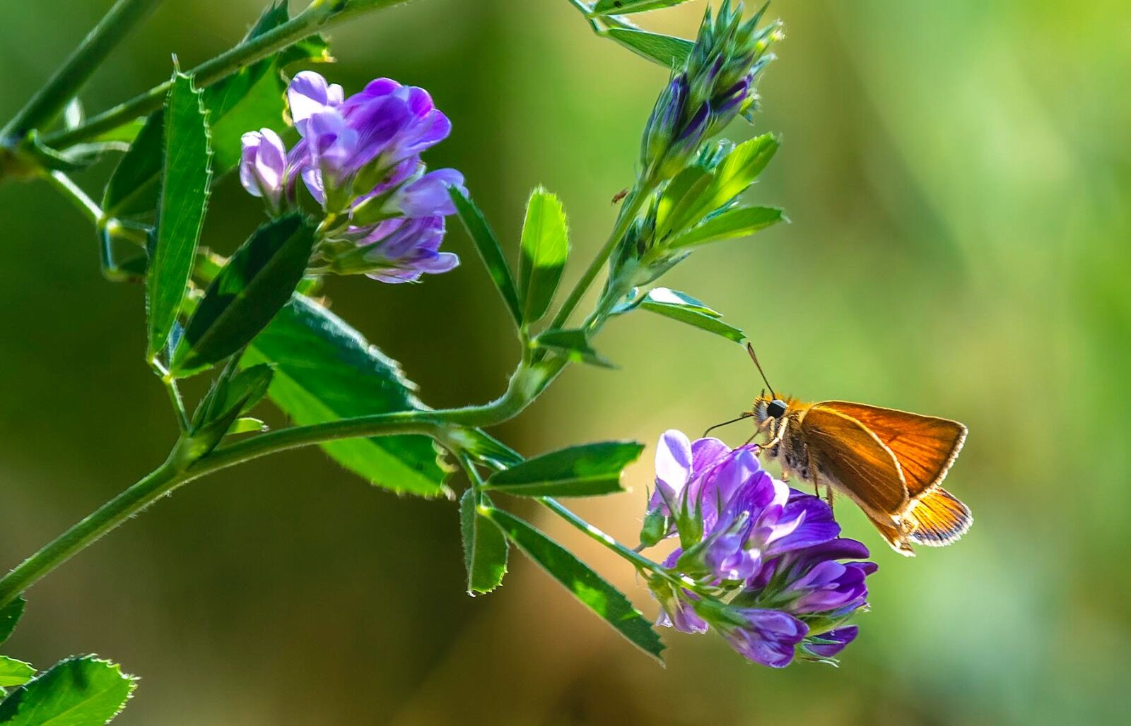 Moth on flower