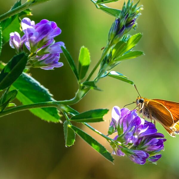 Moth on flower