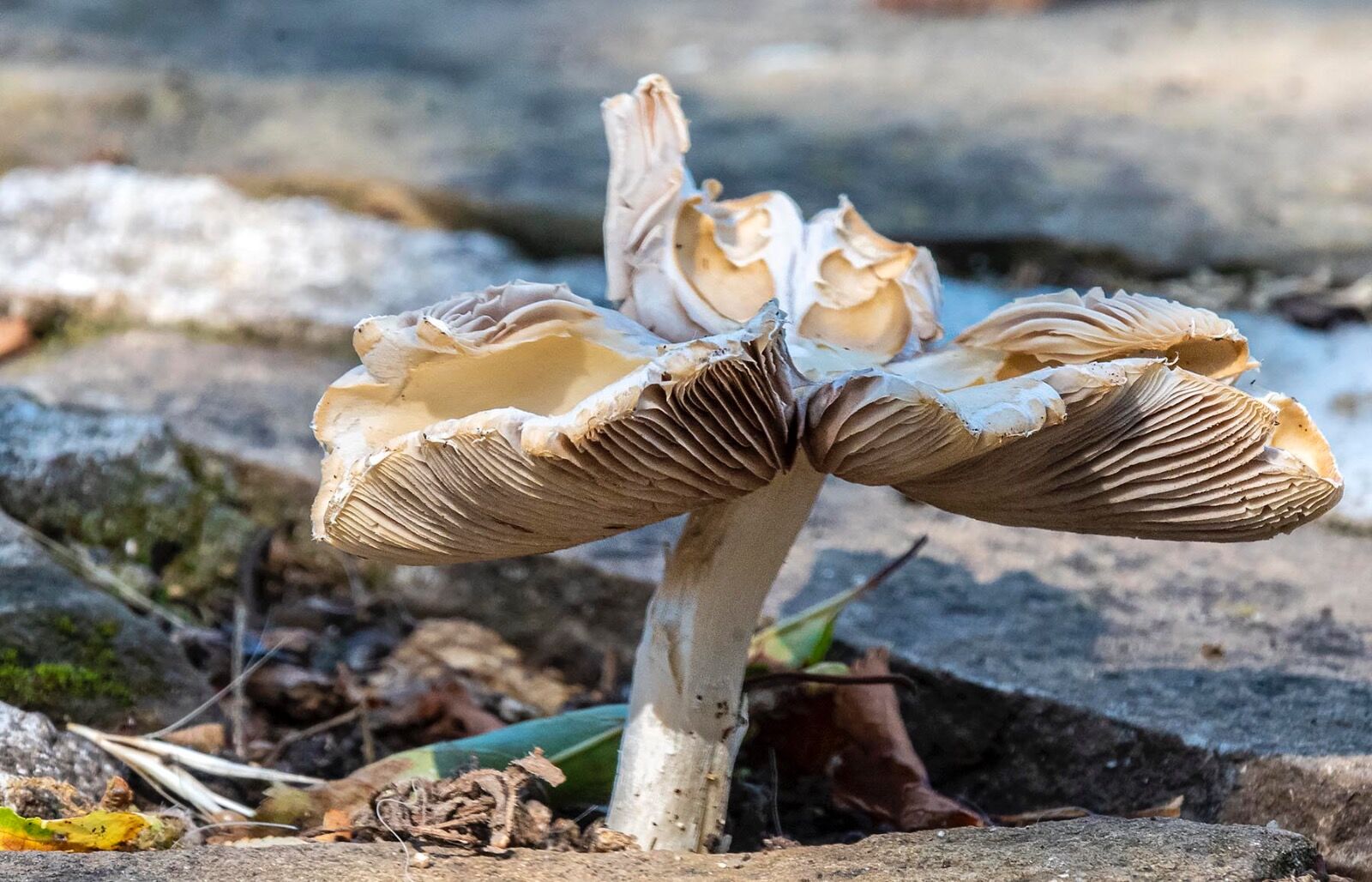 Mushroom
