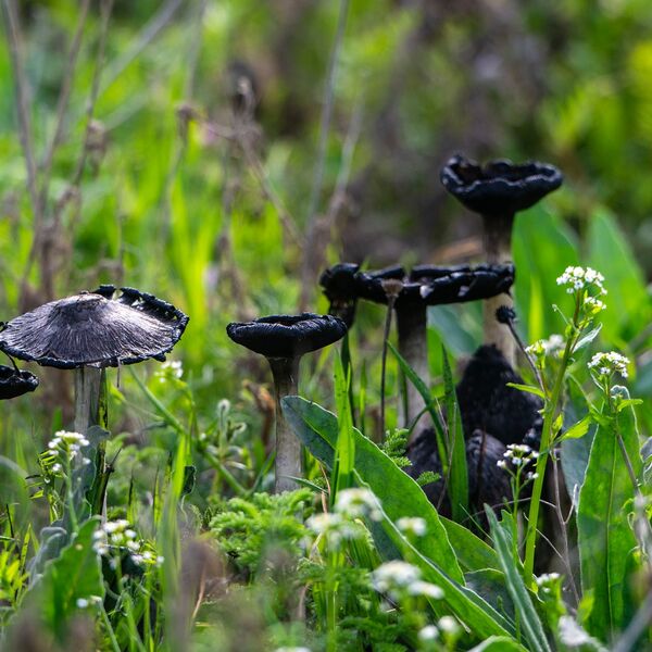 Nature weather 030425 6073