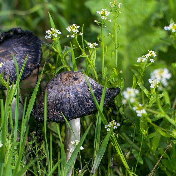 Nature weather 030425 6076