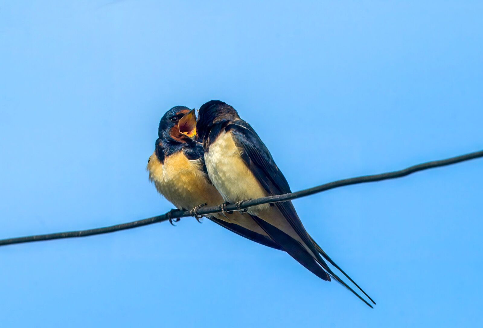 Swallows 010525 6691-t