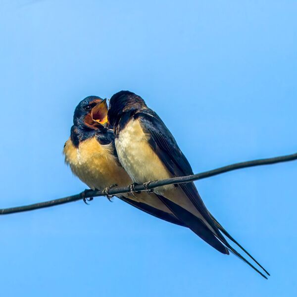 Swallows 010525 6691-t