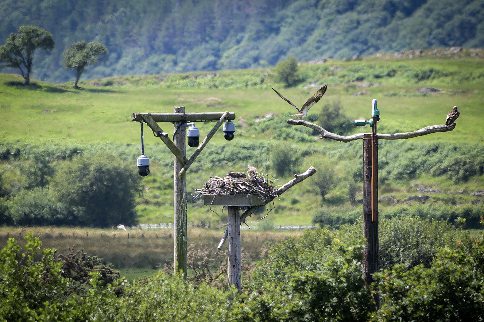 Osprey wales 080725 wildlife 9619-t