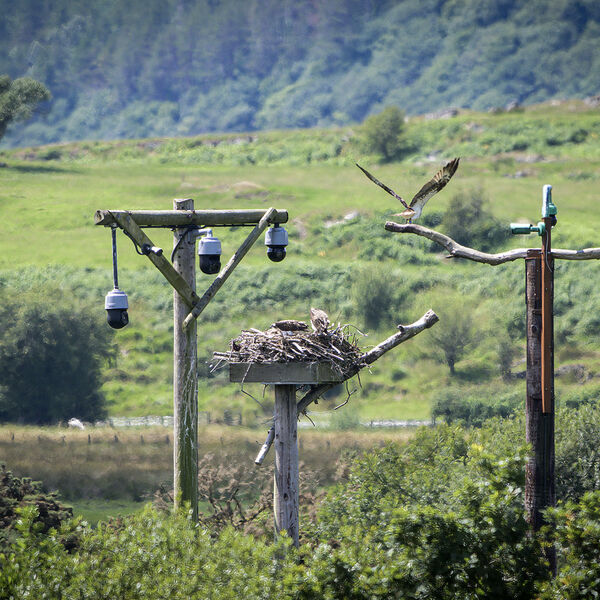 Osprey wales 080725 wildlife 9619-t
