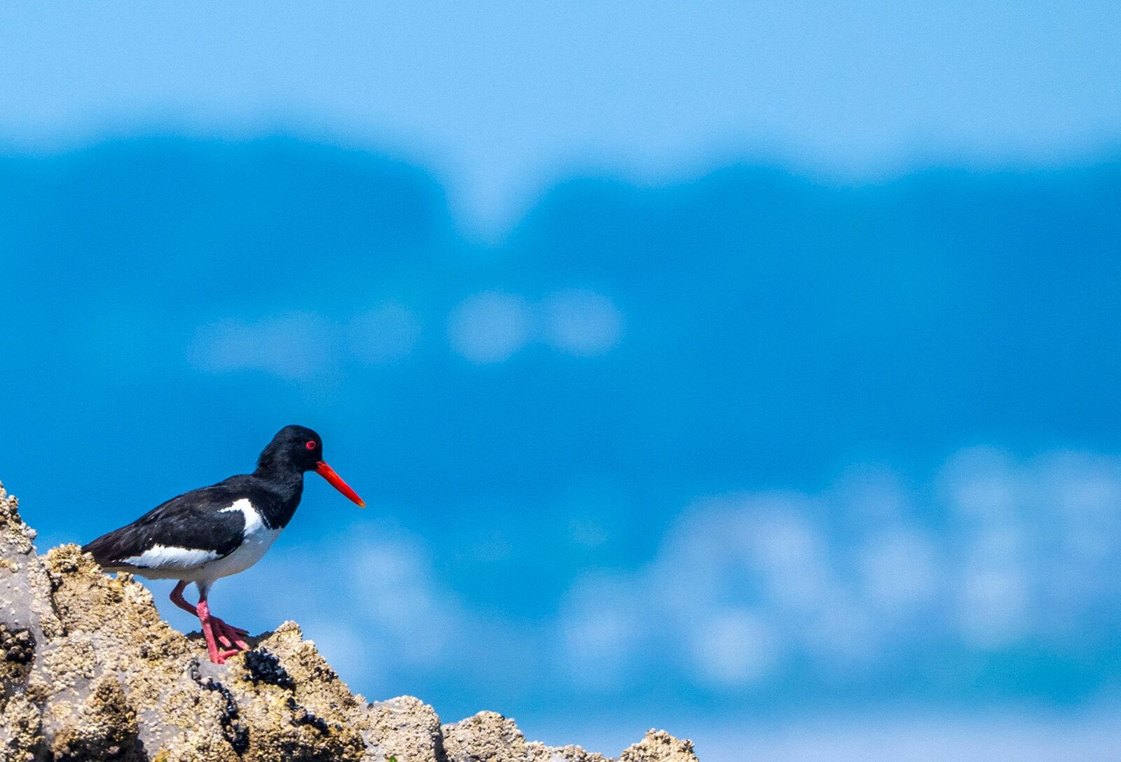 Oystercatcher against blue sky