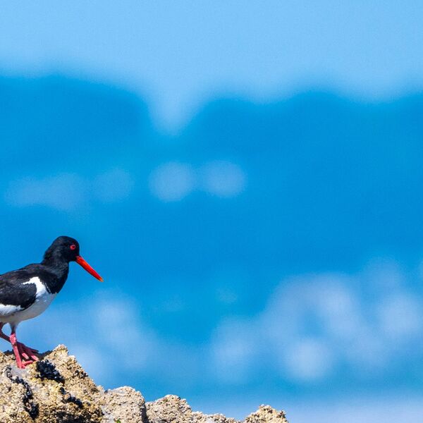 Oystercatcher against blue sky
