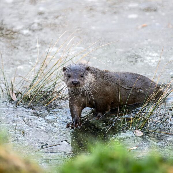 Otter climbs out of frozen lake onto the grass bank