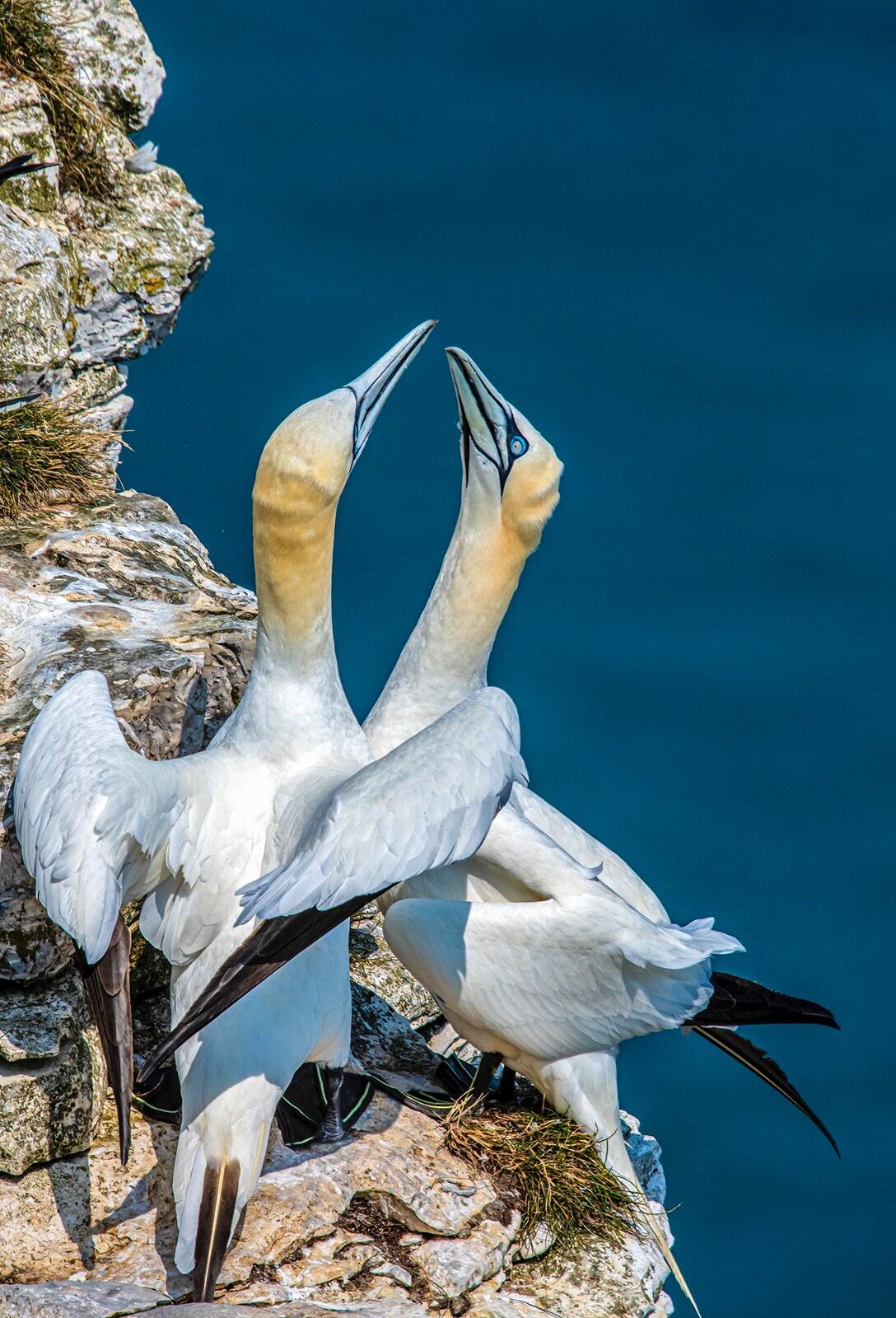 web portrait bempton cl;iffs gannets 082021 7648-Enhanced