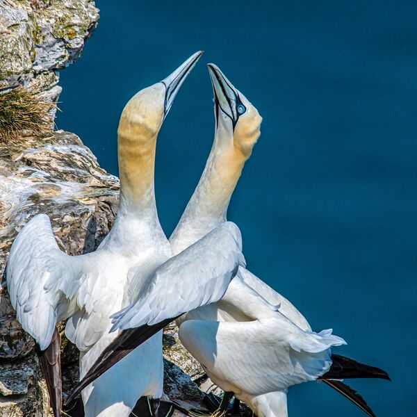web portrait bempton cl;iffs gannets 082021 7648-Enhanced
