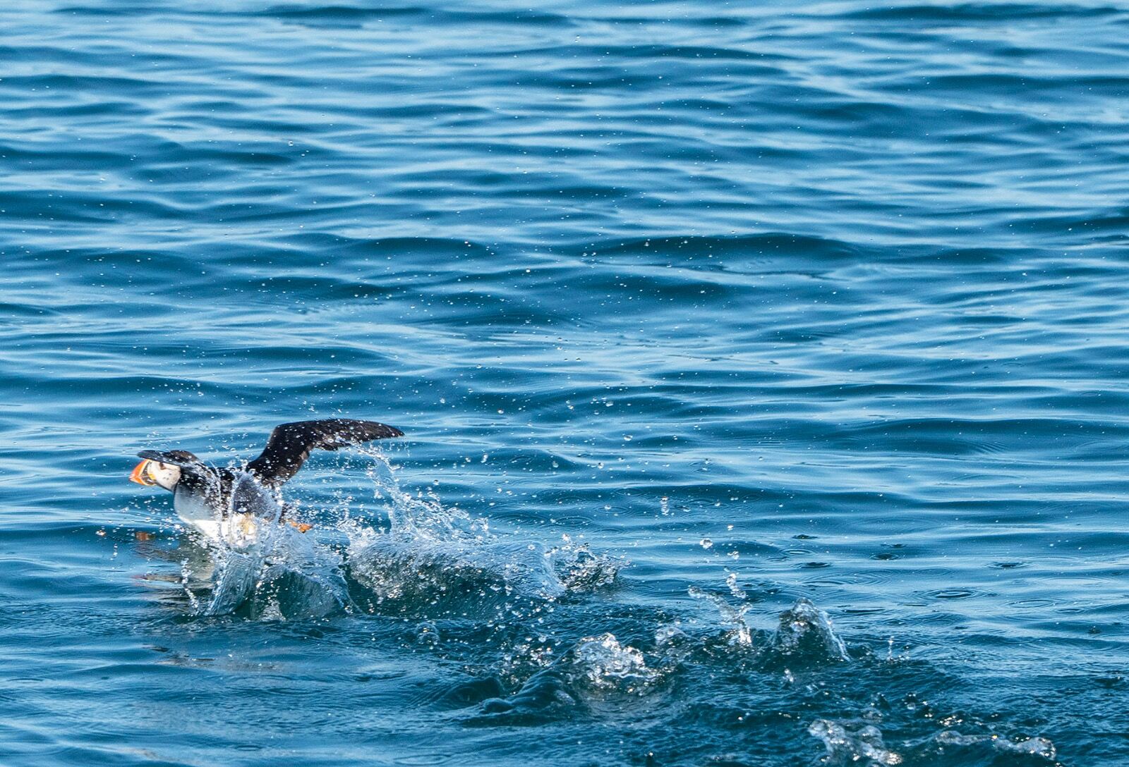 Puffin 110725 0990