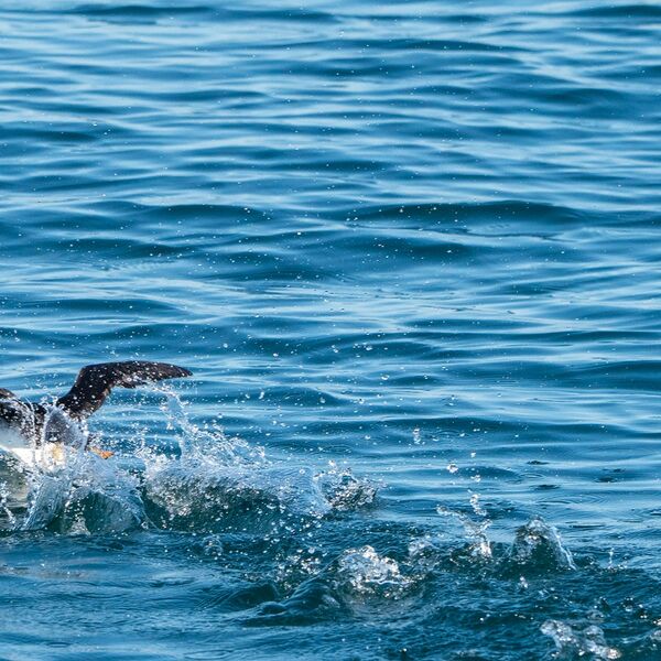 Puffin 110725 0990