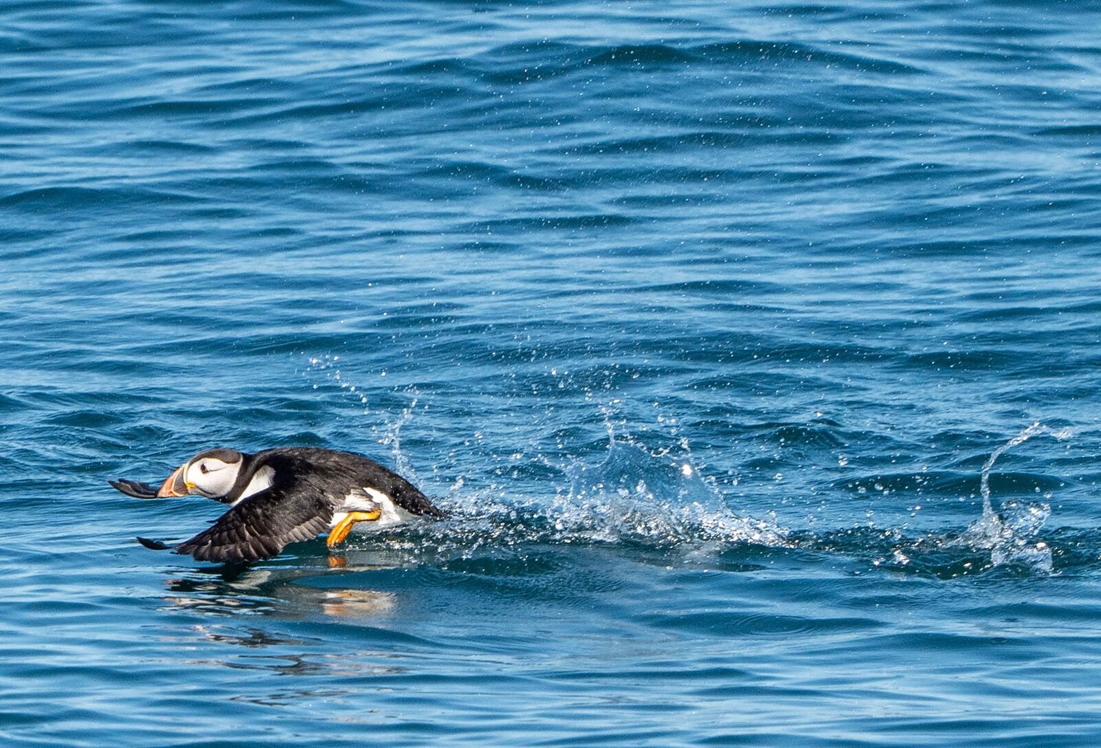 Puffin 110725 0981 copy