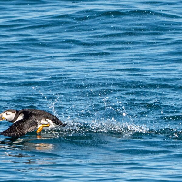 Puffin 110725 0981 copy