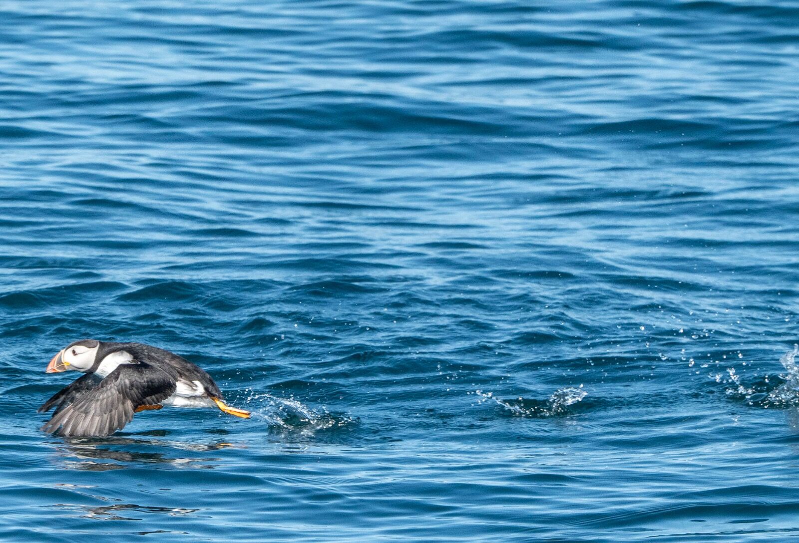 Puffin 110725 0984