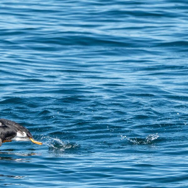 Puffin 110725 0984