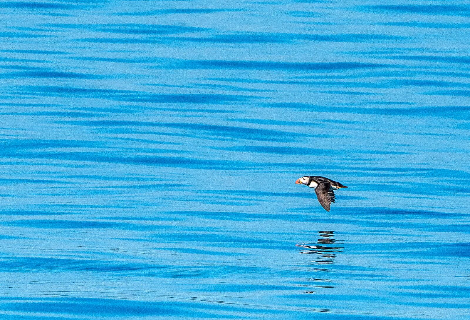 Puffin gannett island 110725 0946