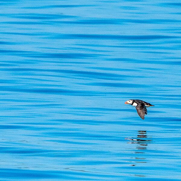 Puffin gannett island 110725 0946