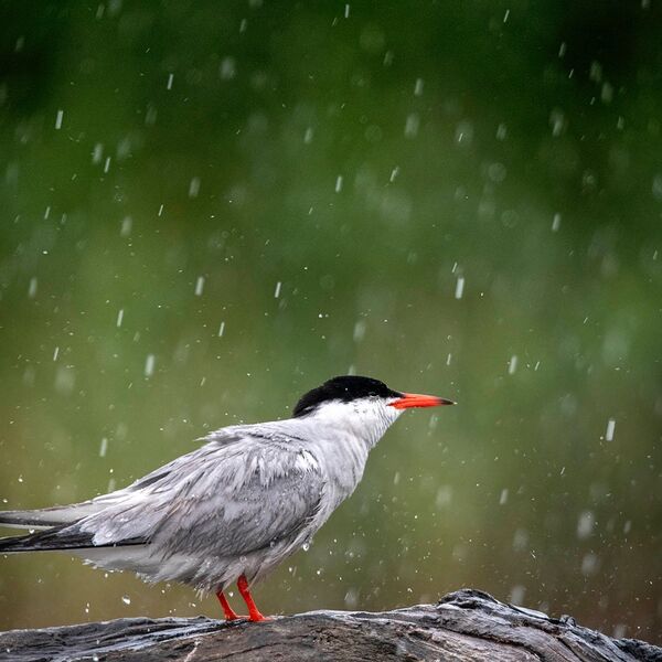 Raining Common Tern