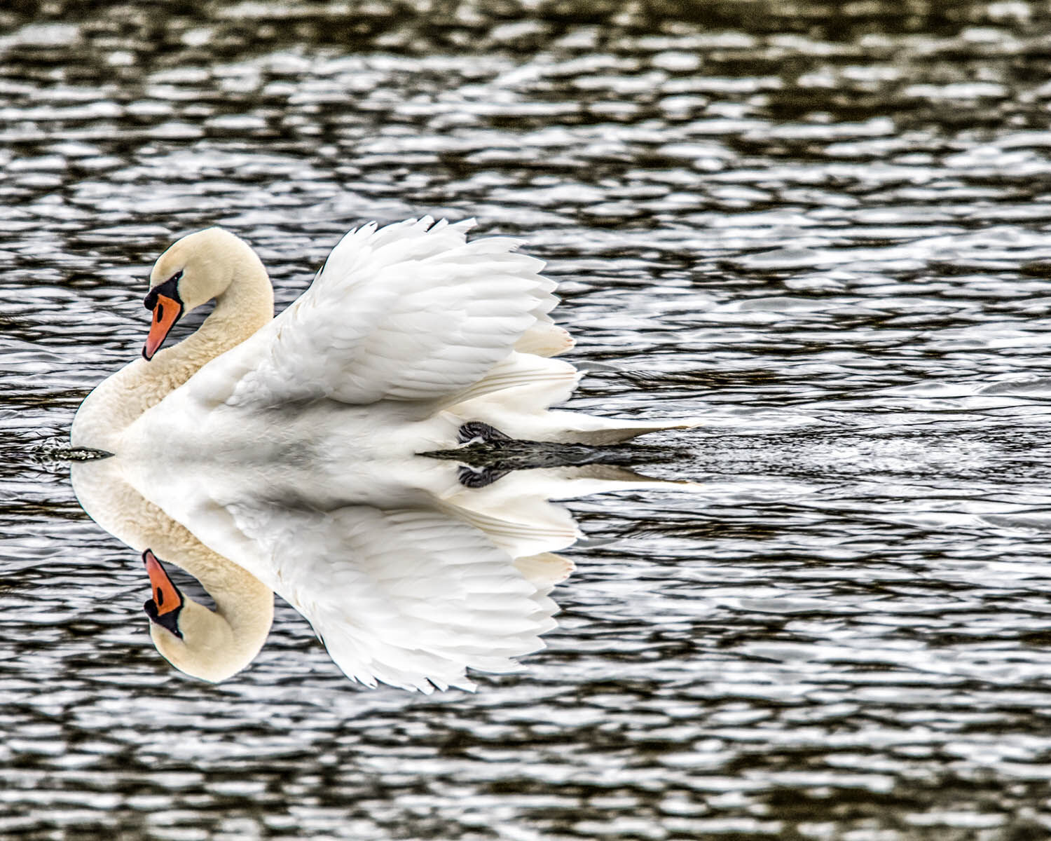 Swan reflection river