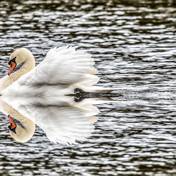 Swan reflection river