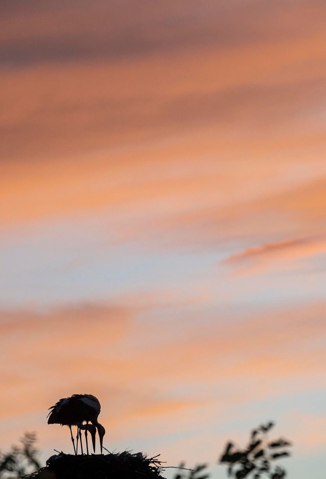 White Stork Sunse