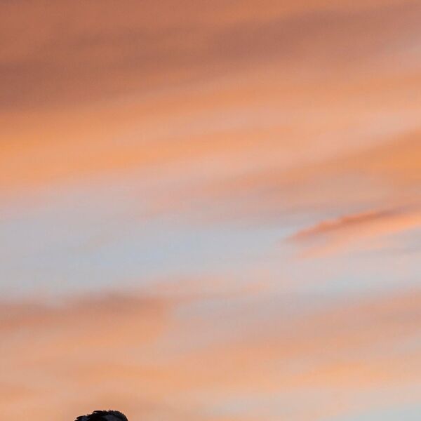 White Stork Sunse