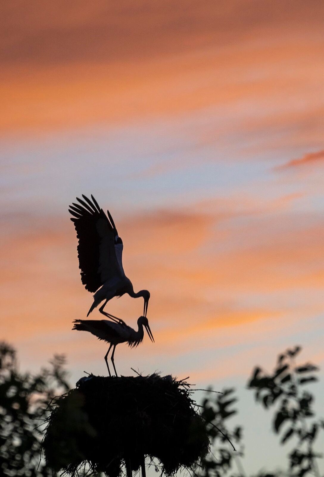 Return of White Storks
