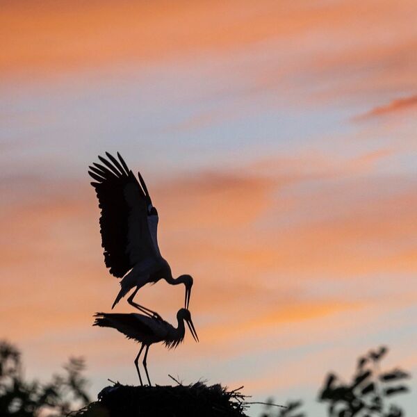 Return of White Storks