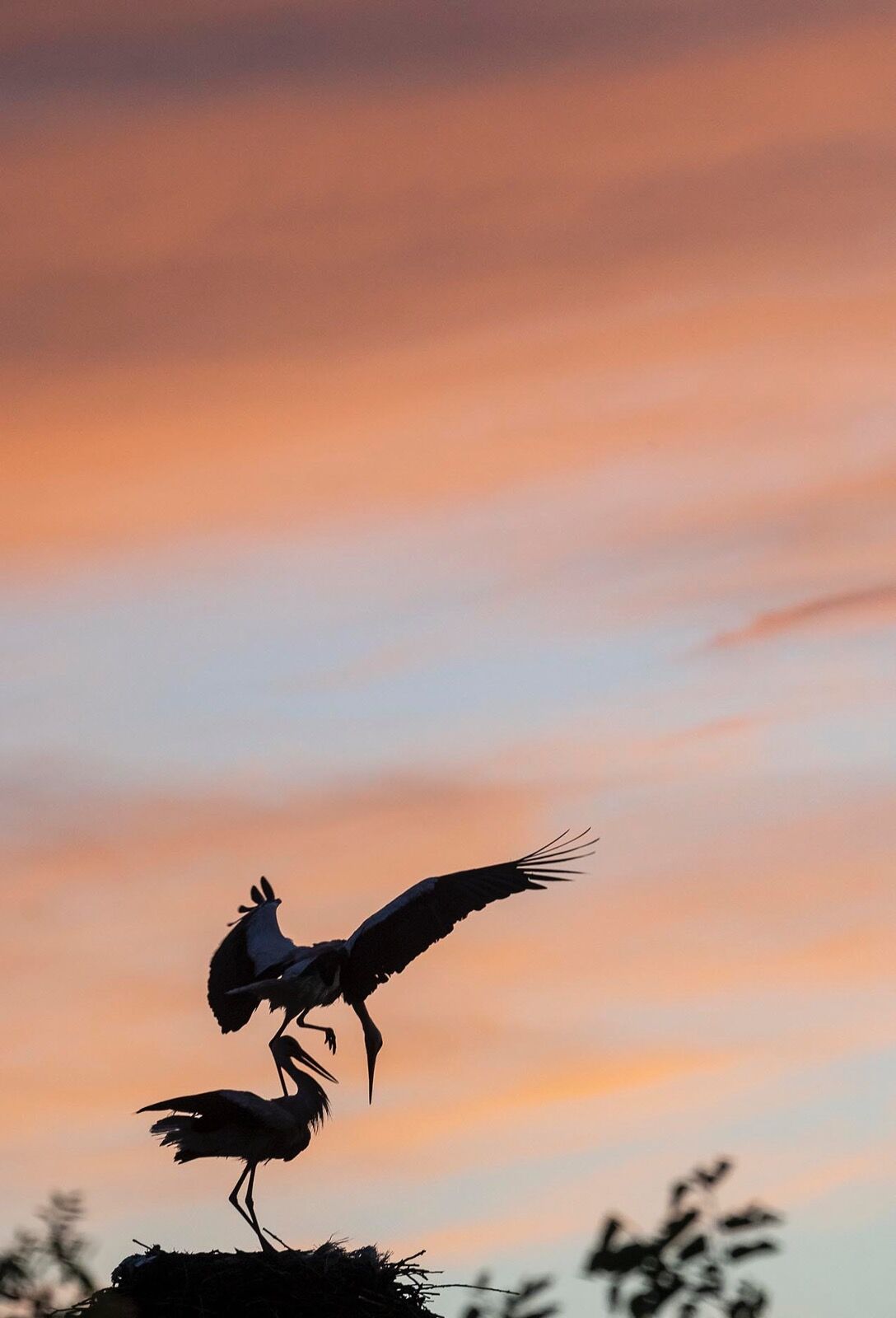 Return of White Stork Sunset 180522 1688