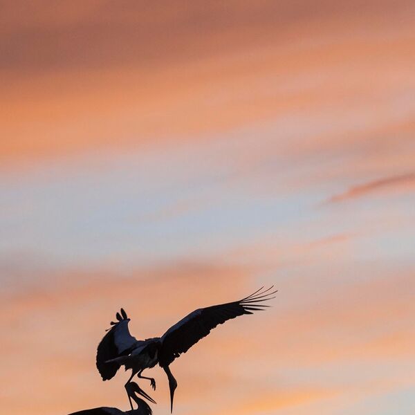 Return of White Stork Sunset 180522 1688