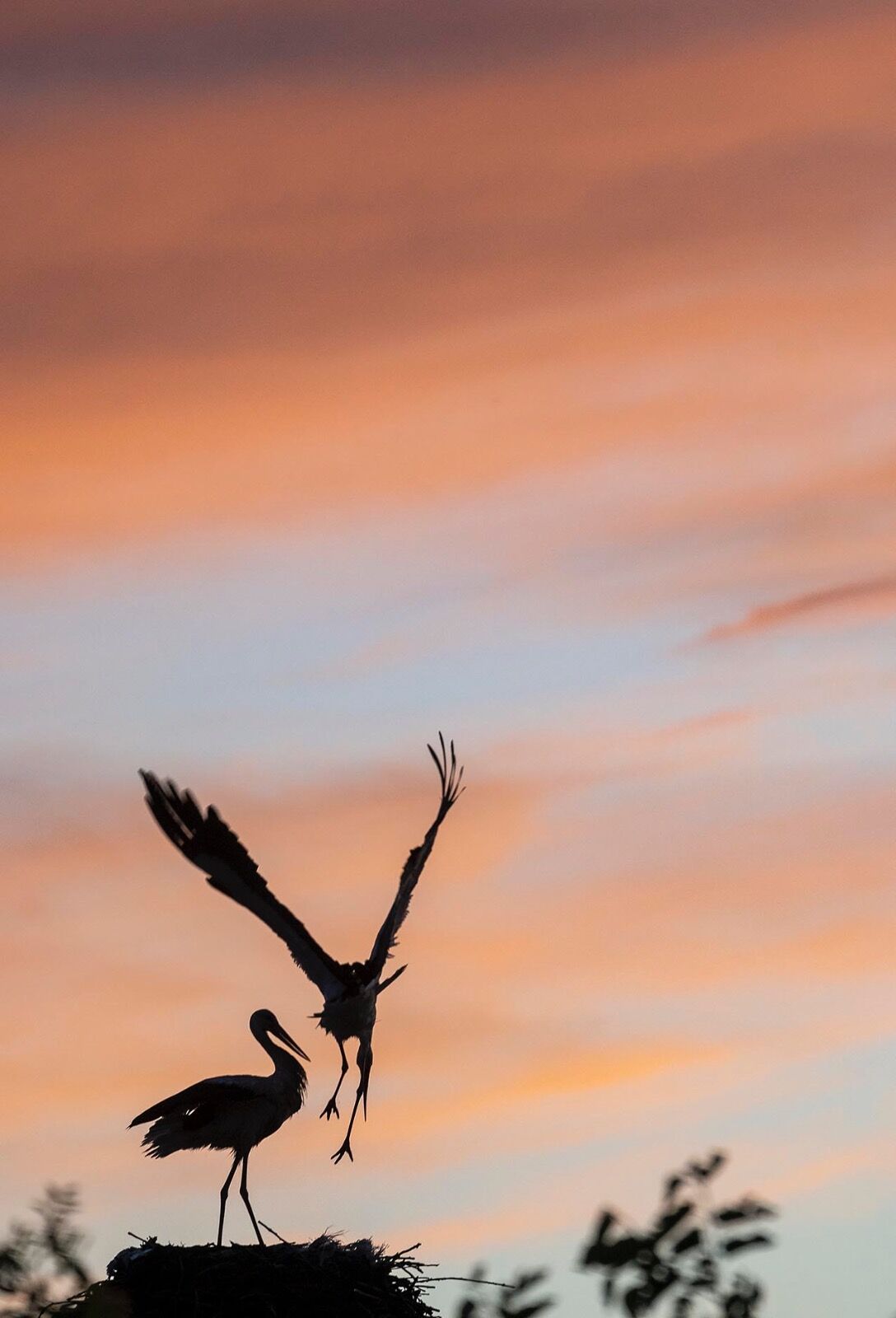 Return of White Stork Sunset 180522 1689