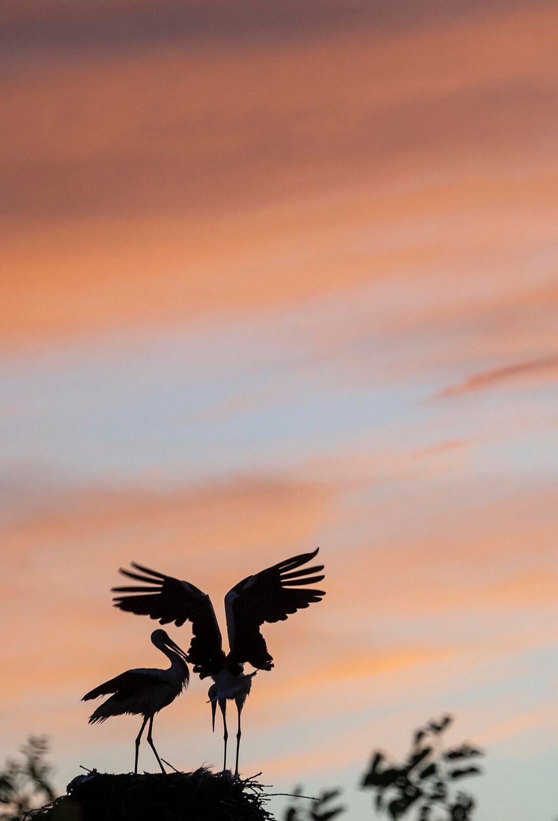 White Stork couple at Sunset