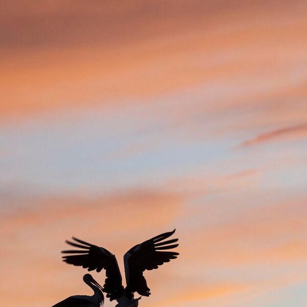 White Stork couple at Sunset
