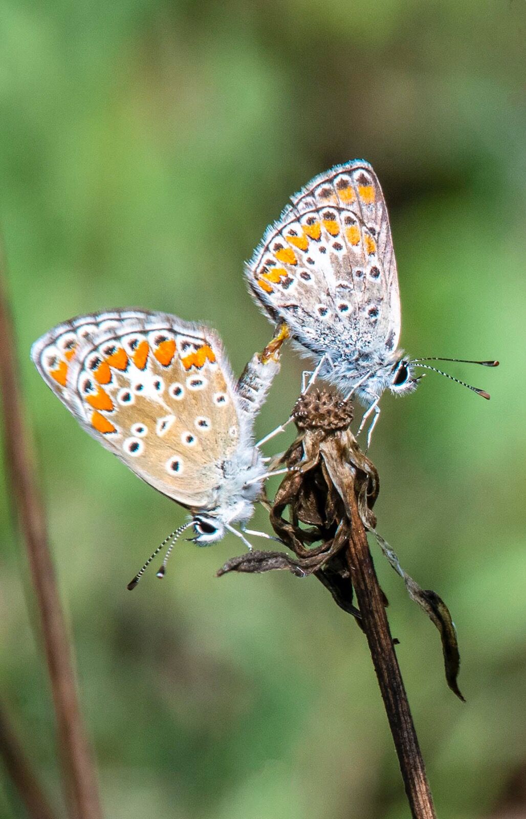 Silver blue butterfly breeding