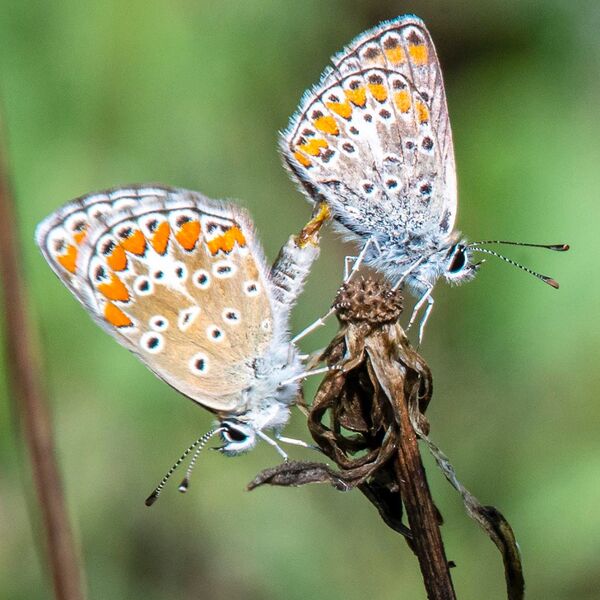 Silver blue butterfly breeding