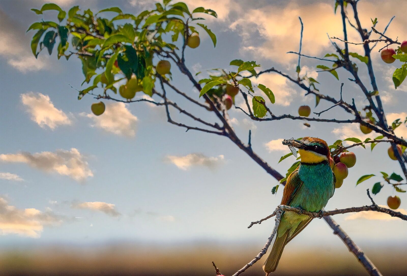 Sunset European Bee Eater