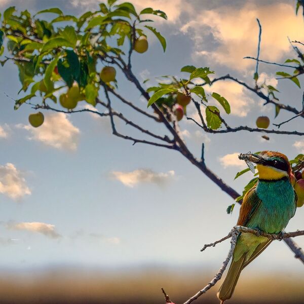 Sunset European Bee Eater