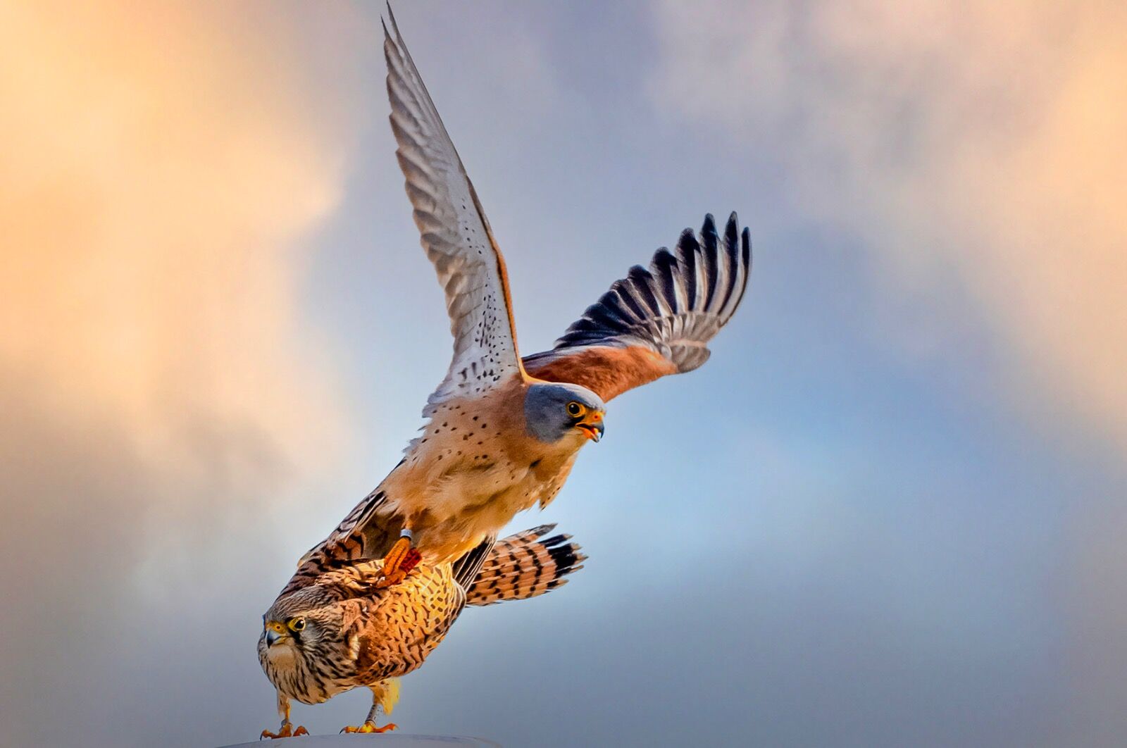 Sunset Kestrels