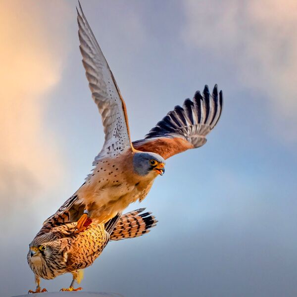 Sunset Kestrels